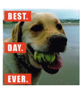 I Can Has Cheezburger 'Best Day Ever' Large Magnet / Favor (1ct)