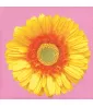 Floral 'Petal Pop' Small Napkins (16ct)