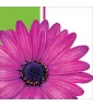 Floral 'Daisy Power' Small Napkins (18ct)