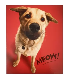  Happy Valentine's Day 'Meow' Greeting Card w/ Envelope (1ct)